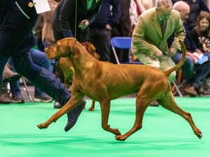 crufts 2022