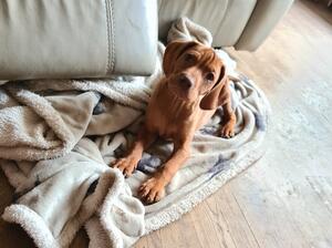 Quality pup from excellent pedigree