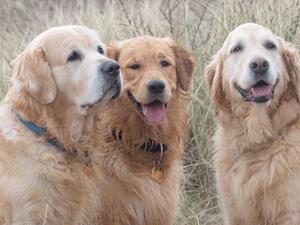 Merlin (centre) with his elder brothers.