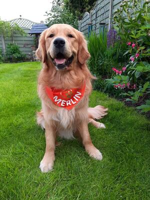 Merlin 14 months old