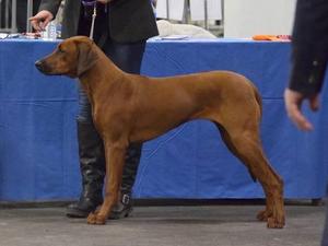 Hound Assoication of Scotland 09.04.2016