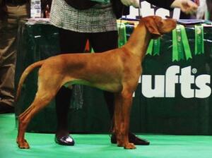 Dad at Crufts