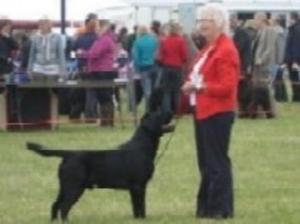 William winning Res. CC. at Blackpool Champ. Show
