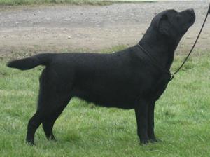 Lottie winning Res. CC at Darlington Champ Show