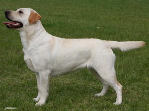 Jessie at L.R.C. Ch. Show June 2009