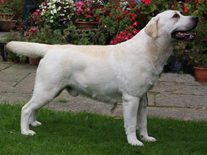 Stanley