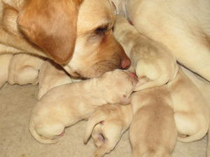 Ruby's puppies