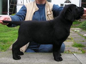 Chancey at 9 weeks