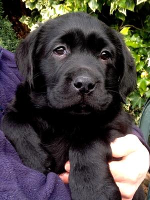 Ruby/Harley little girl