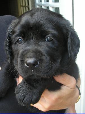 Lakemeadow puppy