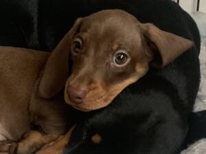 Chocolate & tan bitch puppy
