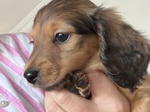 Shaded red girl available