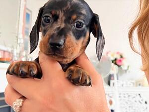 Puppies closer up