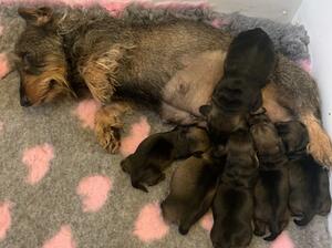 Puppies due soon!