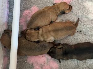 Puppies, males & females