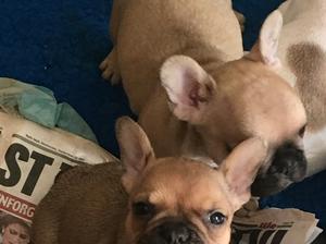 Delightful healthy & playful pup