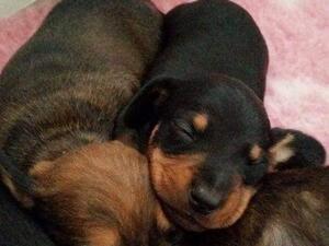 Little boy pup