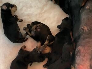 Litter mates
