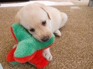 Six weeks