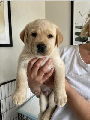 Confident puppy.