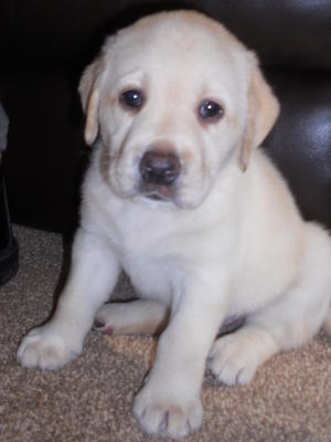 Yellow boy first vaccination. Home reared.