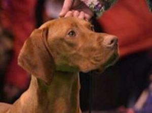 Andronja's Stradale JW, IrJCh, Lux JCh