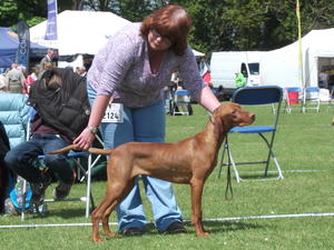 Hollie at Bath Champ show