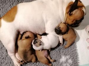 Apple and her puppies