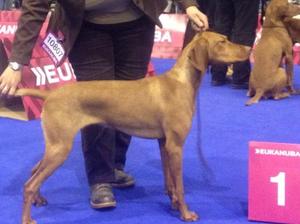 Taken at the European Dog Show 2014