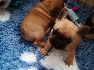 1 fawn female, and 1 pied female ready now