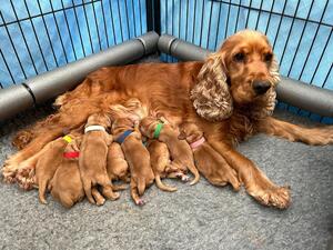 Rosie with puppies