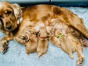Mummy Rosie and babies