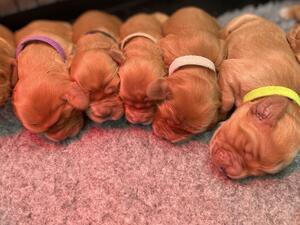 Puppies