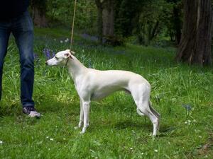 2 years cream dog