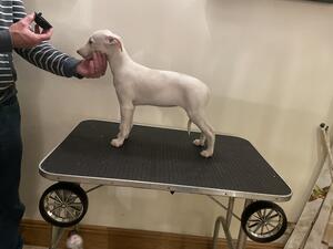 Cream puppy