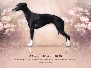 X2 CC & RCC Windsor champ show 2022 age 12 months