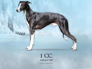 Bran 1CC , 1RCC stud book & all round quality male
