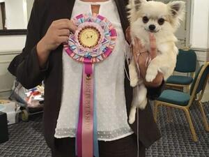 BPIS longcoat chihuahua club show