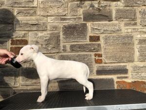 Cream puppy available