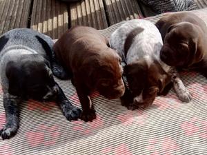 Puppies