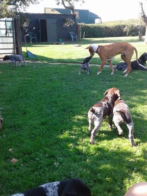 Black/white male from first litter