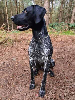 Handsome biddable dog