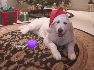 Merry Xmas from Hailey
