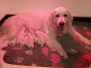 Hailey's very first litter of 8 puppies