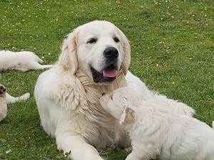 Harvey and his puppies