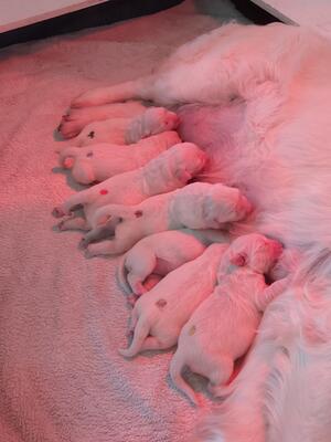 Only a few days old