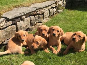 the puppies