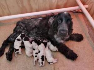 Georgias great puppies reduced further