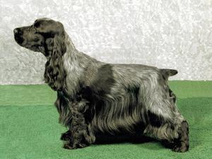 SH.CH .BROACHDALE ATHENA BLUE J.W.