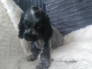 last cute girl available